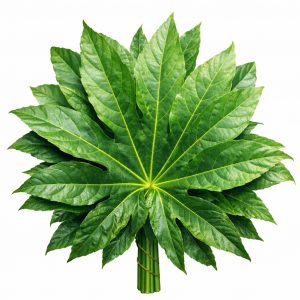 Аралия (1 лист)