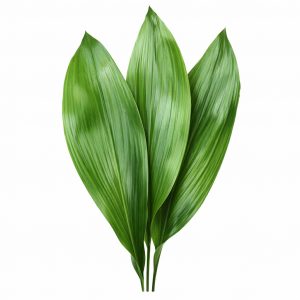 Аспидистра (1 лист)