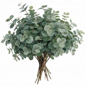 Эвкалипт Цинерия (1 пучок)