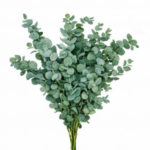 Эвкалипт (1 пучок)