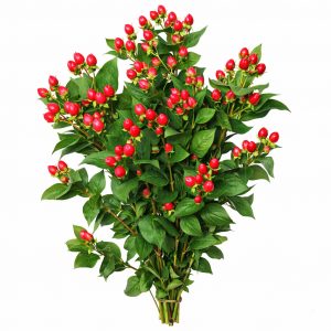 Гиперикум (1 ветка)