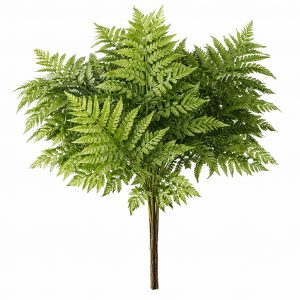 Папоротник (1 лист)