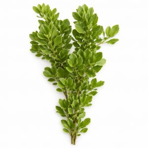 Питтоспорум (1 пучок)