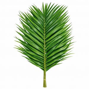 Робелини (1 ветка)