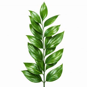 Рускус Хайпо (1 ветка)