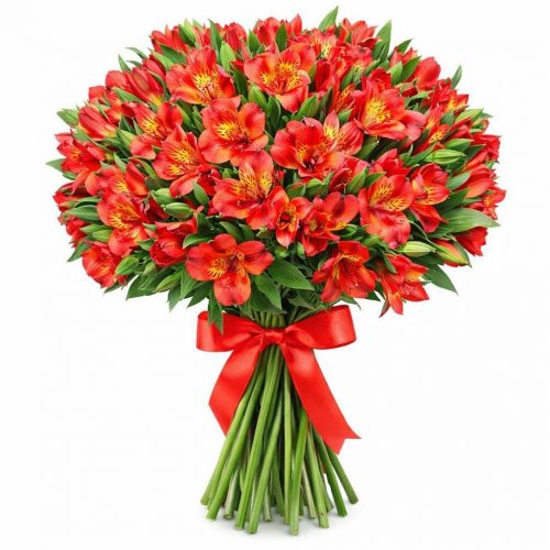 Альстромерия красная