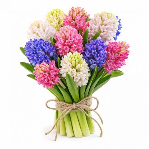 Гиацинт микс 2