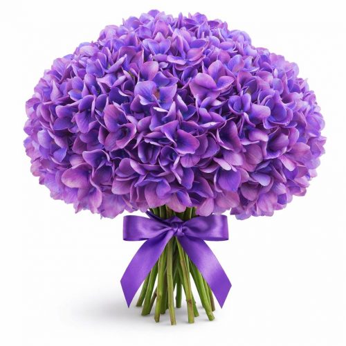 Гортензия фиолетовая