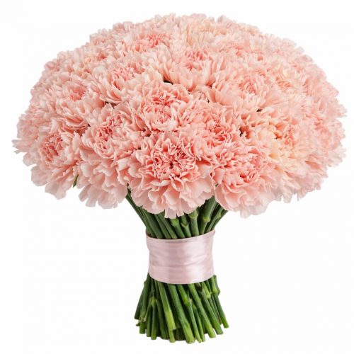 Гвоздика светло розовая