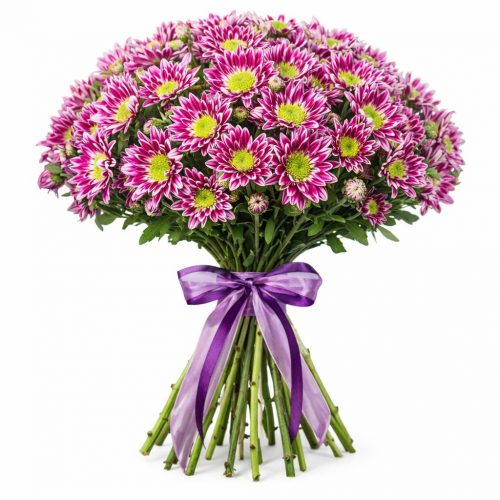 Хризантема кустовая фиолетовая