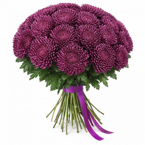 Хризантема одноголовая бордовая