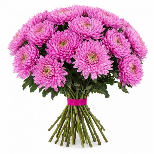 Хризантема одноголовая розовая