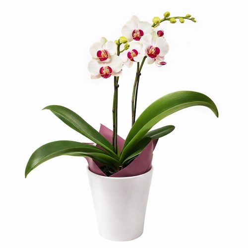 Орхидея в горшке «Двухстеблевая»