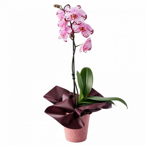 Орхидея в горшке «Пятнисто-розовая»