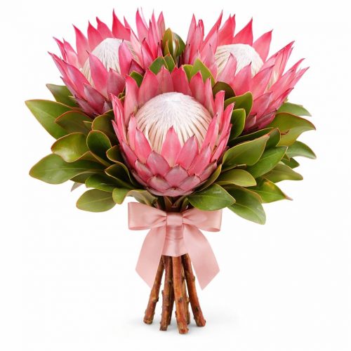 Протея розовая
