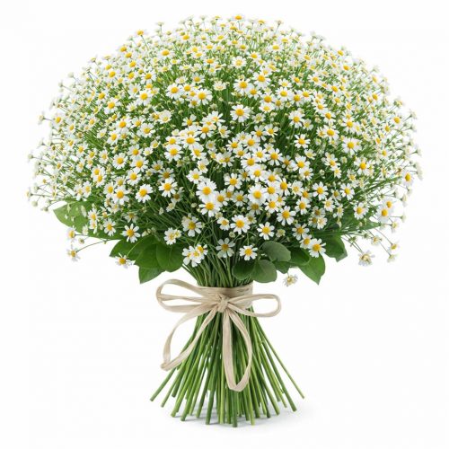 Ромашка кустовая