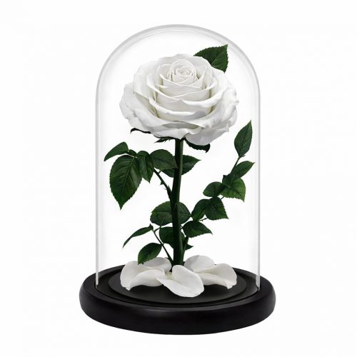 Роза в колбе белая